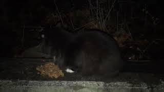 Emilio eating after dark.  In the  rain.