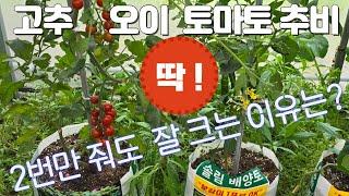 고추 오이 토마토 추비줄 때는 딱 3가지만 기억하세요!