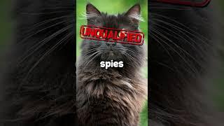 Why the CIA stopped using cats as spies