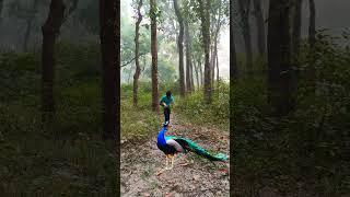 Peacock kr sath ek jawan ladka jungle me #naturedocumentary #forest #birds #forestbirdssounds