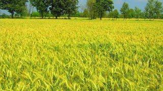 Lush Green fields of South Punjab