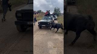 Toro de Partido de resina en el campo no tiene piedad con el coche… Hita!! ️