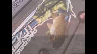 The Predator - Jack-it Products Pro Series Lures