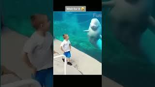 Wonder Dolphin - Funny Animals Videos 2023