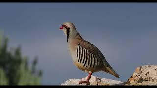 Chukar - Alectoris chukar