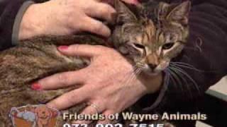 Homeless Tails - NJN Public Television & Radio