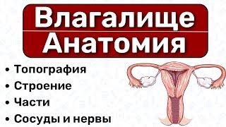 Анатомия влагалища: строение влагалища, гистология влагалища, анатомия женской половой системы