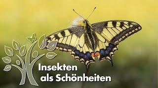 Die schönsten Insekten – Landschaften voller Leben