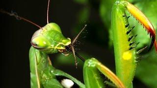 Arthropod Predators---Nature's Defenders  (Short)