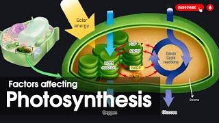 Factors affecting photosynthesis || Types of photosynthesis|| Bioenergetics