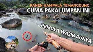 Umpan Killer Hampala Pemula Wajib Punya Pakai Umpan Ini Auto Strike Casting Hampala Temanggung