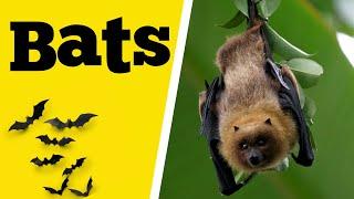 10 Interesting facts about Bats | Bat facts for kids | Educational Videos