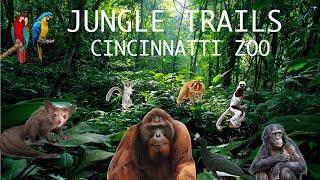 Uncaged Zoo Tours: The Award Winning Jungle Trails at the Cincinnati Zoo #uncagedzootours