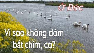 Vịt đẻ trứng trên bờ, chim cá đầy sông không ai bắt vì 1 lý do. Cuộc sống nông thôn ở Đức