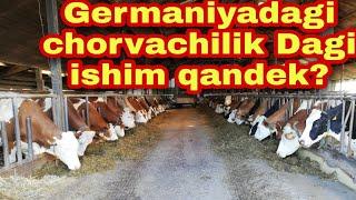 #germaniyada #chorvachilik GERMANIYADA BIR KUNLIK ISH JARAYONIDAN LAVHALAR...