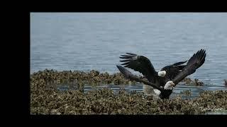 Eagles fighting, real speed, 4K, 17 frames per second