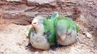 Quaker parrot | 60 minutes Relaxing Nature Sounds Singing baby Quaker parrot