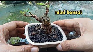 bonsai ileng ileng/mangsian mini