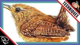 Watercolour Painting Tutorial - How To Paint Bird's Feathers