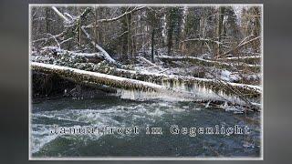 Januarfrost im Gegenlicht