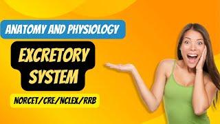 EXCRETORY SYSTEM #anatomy and Physiology #kidneyanatomy #nclexstudyguide