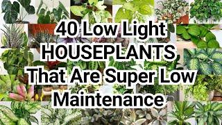 40 BEST LOW LIGHT INDOOR HOUSEPLANTS