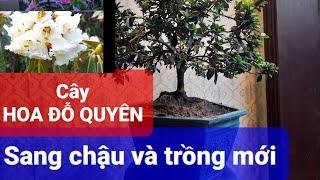 Kỹ thuật sang chậu và thay đất cho cây HOA ĐỖ QUYÊN