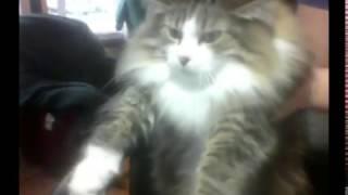 CoasterCat Dances