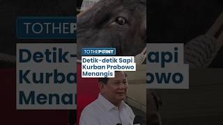 VIRAL Detik-detik Sapi Kurban Prabowo Menangis saat Dibawa ke Istiqlal, Berpisah dengan Juru Rawat