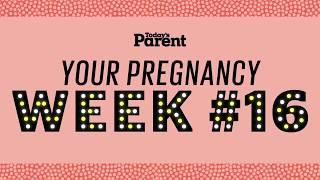 Your pregnancy: 16 weeks