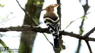 Hoopoe (Upupa epops) in Bulgaria