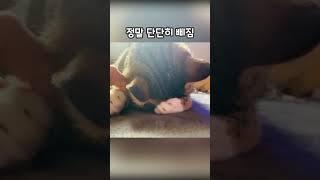 ️ 1000만 조회수 ️ 정말 단단히 삐진 냥이 - 어떻게 풀어주죠? #shorts