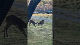 Two bucks fighting in Maine. #deer