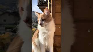 Maine Coon | Mike piccolo grande cucciolo 