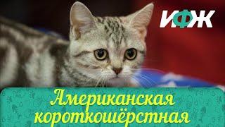 САМЫЕ КРАСИВЫЕ КОШКИ.АМЕРИКАНСКАЯ КОРОТКОШЕРСТНАЯИНТЕРЕСНО! Каждый день НОВЫЕ ВИДЕО ПОДПИШИТЕСЬ!!