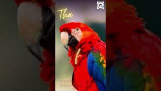 Top 10 facts of Macaws | All about Macaw Parrot | #Shorts