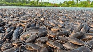 Magur Liar ! Usaha Budidaya Lapar Ikan Lele