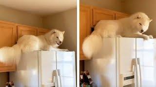 Confused Owner Finds Dog Sitting On Fridge