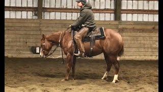 2014 TR Dual Rey Mare - Futurity Prospect