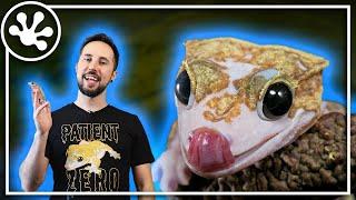 About Patient Zero, The World's Famous Crested Gecko