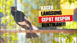 SUARA BURUNG kacer gacor NGEPLONG TARUNG konslet ini paling AMPUH buat PANCINGAN KACER agar EMOSI