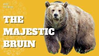 Meet the Grizzly Bear - The Majestic Bruin