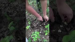 Нашли в лесу сырые грузди