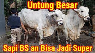 Gak Nyangka Sapi BS an Bisa Jadi Super Seperti ini