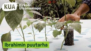 Ibrahim unelmoi luomupuutarhasta | Kirkon Ulkomaanapu