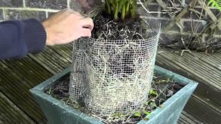 Amateur Gardening video: Protecting tree ferns over winter