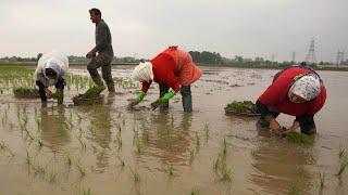 Rice Field Morning routines ⌘ Egg Rice recipe