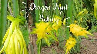 Dragon Fruit Picking | Australian Isis | Morrocan Variety