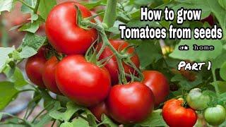 How to grow Tomatoes from seeds at home / Easy ways to grow Tomatoes from seeds so fast by NY SOKHOM