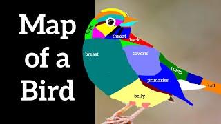 Map of a Bird - External Bird Anatomy